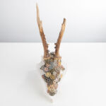 Artevaria, Rehgeweih, Zahnräder, Uhren, Wandkunst, Kunstdrucke, Leinwanddrucke, Poster, Fotografie, Malerei, Digital Art, Rahmen, Kunsthandwerk